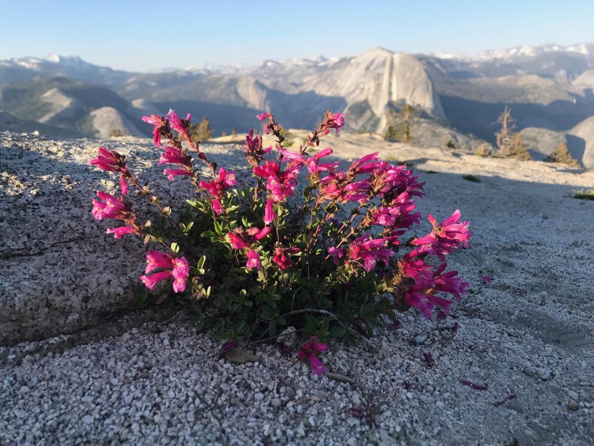 Morning Star Vista Near Yosemite - Countryside With Mountain Views Mariposa Exterior foto